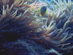 Natural Light, " Clownfish on Anemone " by Nicolas Pohl 